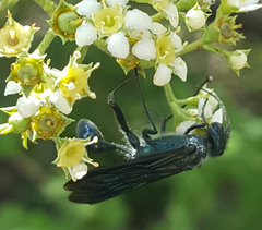 Chalybion zimmermanni