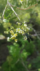 Chalybion zimmermanni