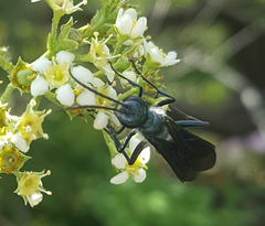 Chalybion zimmermanni