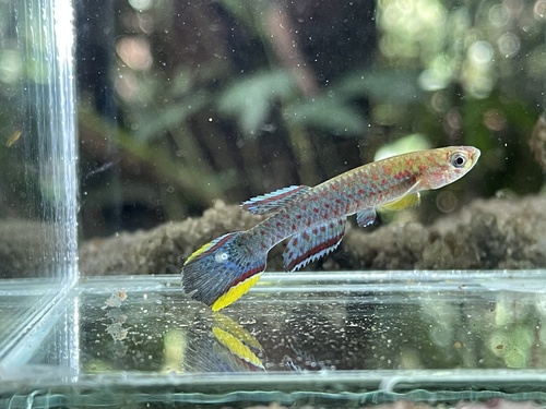 Schmitt's killi (Scriptaphyosemion schmitti) — Nothobranchiidae — 2