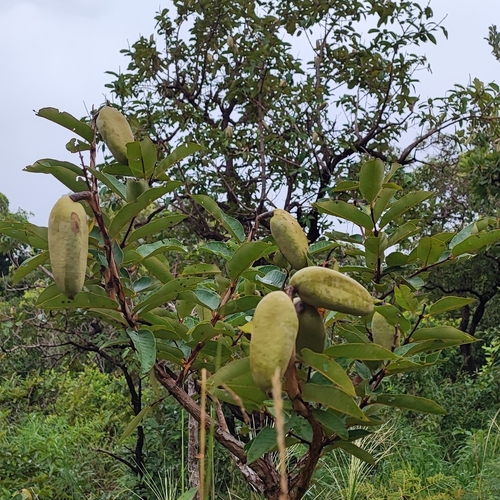 Qualea grandiflora (Qualea grandiflora)