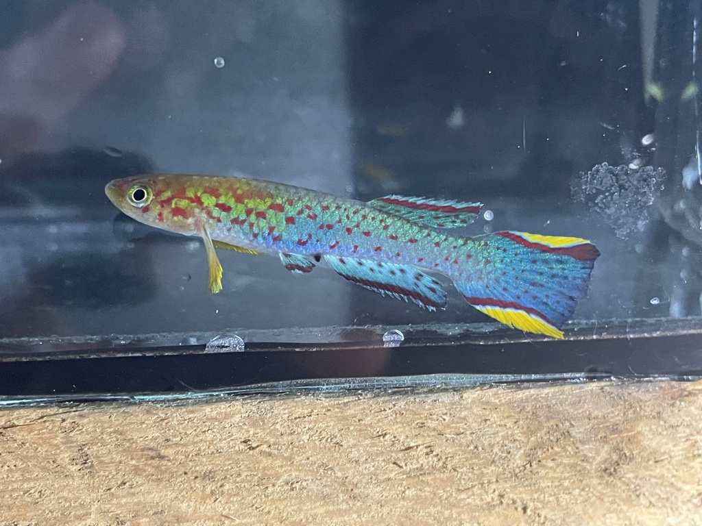 Schmitt's killi (Scriptaphyosemion schmitti) — Nothobranchiidae
