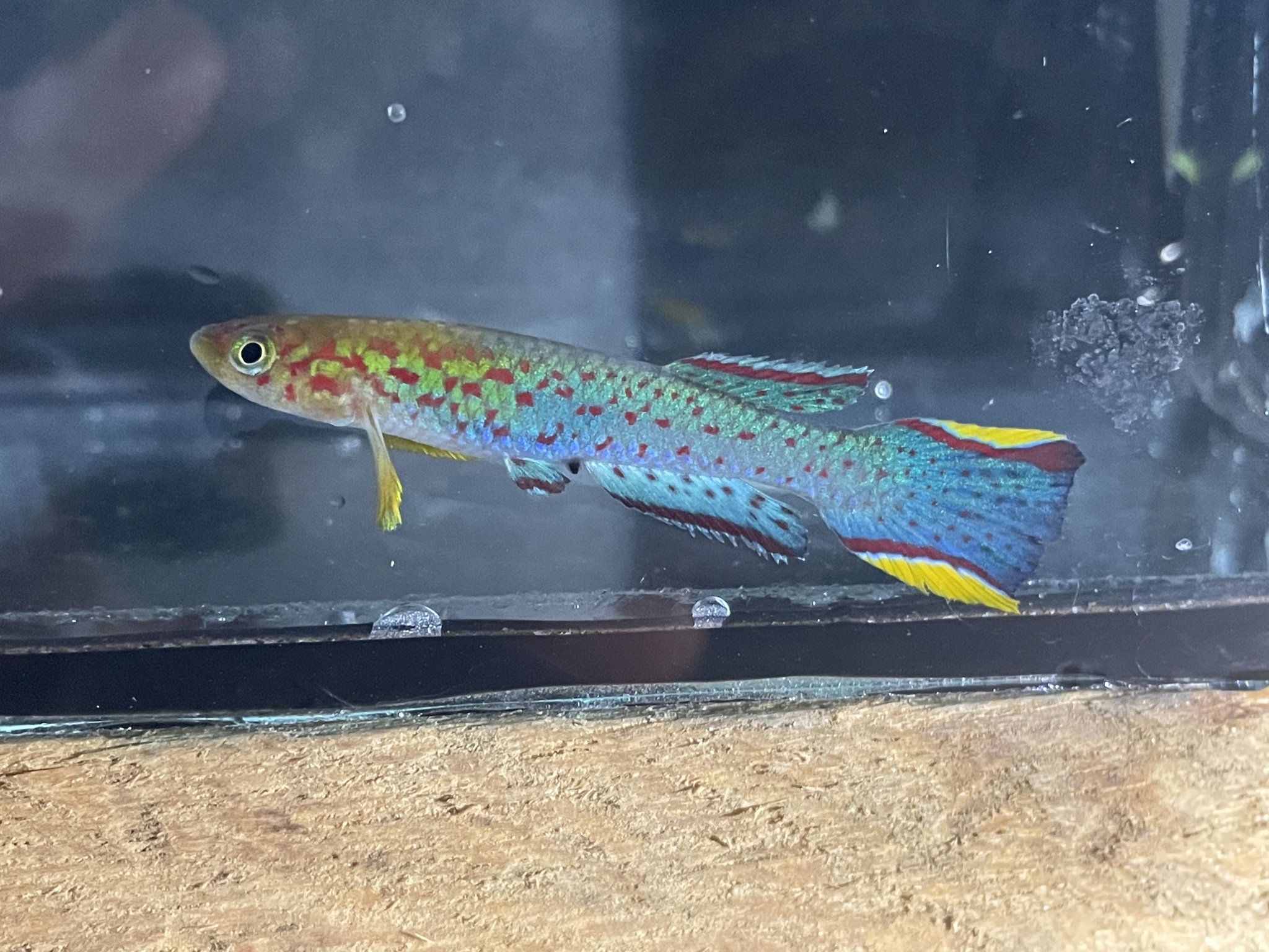 Scriptaphyosemion schmitti