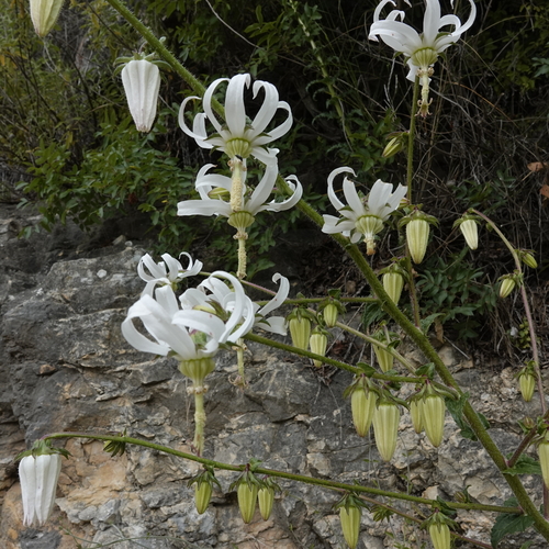 Rough-leaved Michauxia (Michauxia campanuloides)