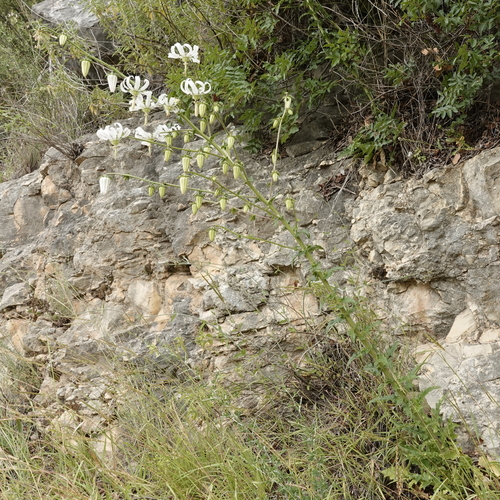 Michauxia campanuloides, photograph 1