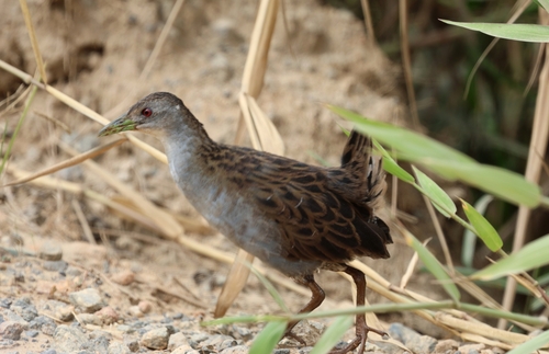 Ash-throated Crake
