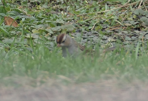 White-crowned Sparrow photographed in Maine
