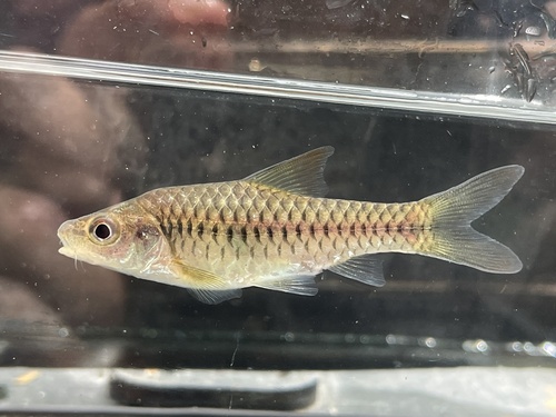 Guild's barb (Enteromius guildi) — Cyprinidae — 4
