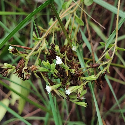 Candyleaf (Stevia rebaudiana)
