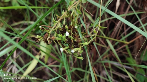Stevia rebaudiana, photograph 1