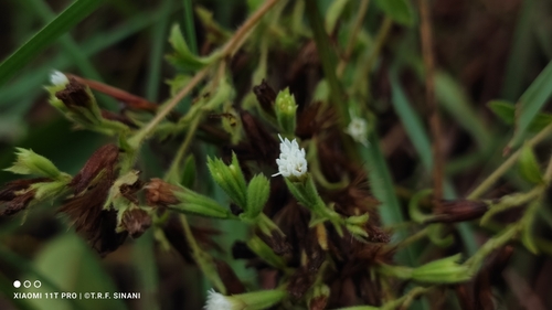 Image of Stevia rebaudiana by (c) Thomaz Ricardo Favreto Sinani, some rights reserved (CC BY)