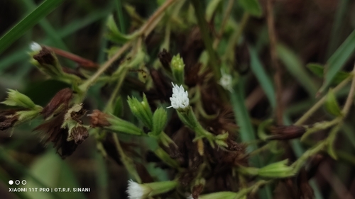 Stevia rebaudiana, photograph 3