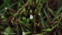 Stevia rebaudiana, photograph (c) Thomaz Ricardo Favreto Sinani, some rights reserved (CC BY)