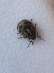 Orsilochides stictica