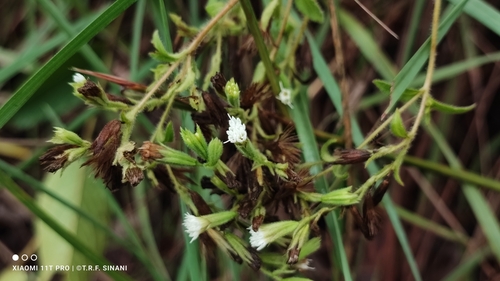 Stevia rebaudiana, photograph 4