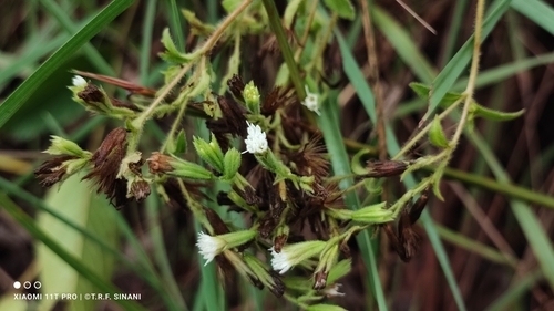 Stevia rebaudiana, photograph 5