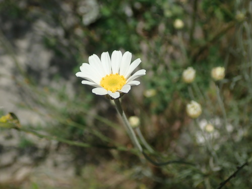 Image of Tanacetum cinerariifolium by (c) Daniel Cahen, some rights reserved (CC BY)