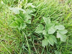Tordylieae