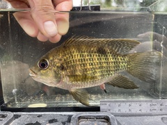 Cichlid photo 1