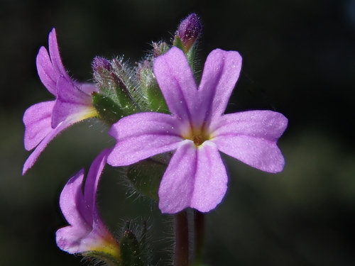 Fairy Foxglove