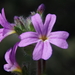 Erinus alpinus - Photo (c) Joan Simon, algunos derechos reservados (CC BY), subido por Joan Simon