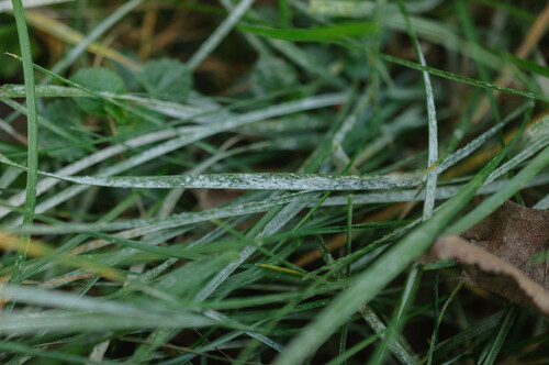 Blumeria graminicola