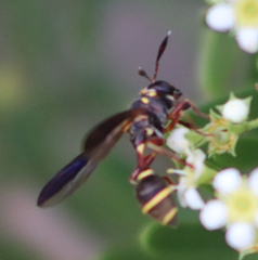 Polybiomyia bellardii