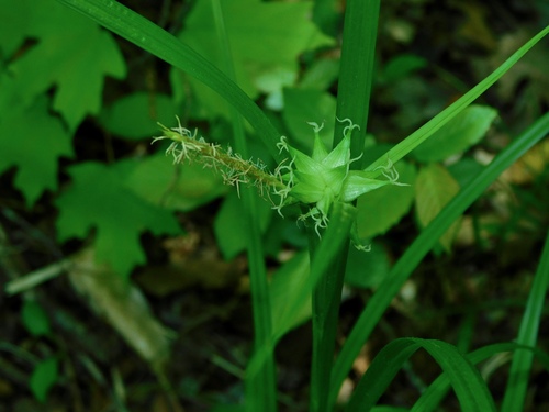 Gray's sedge (Carex grayi)