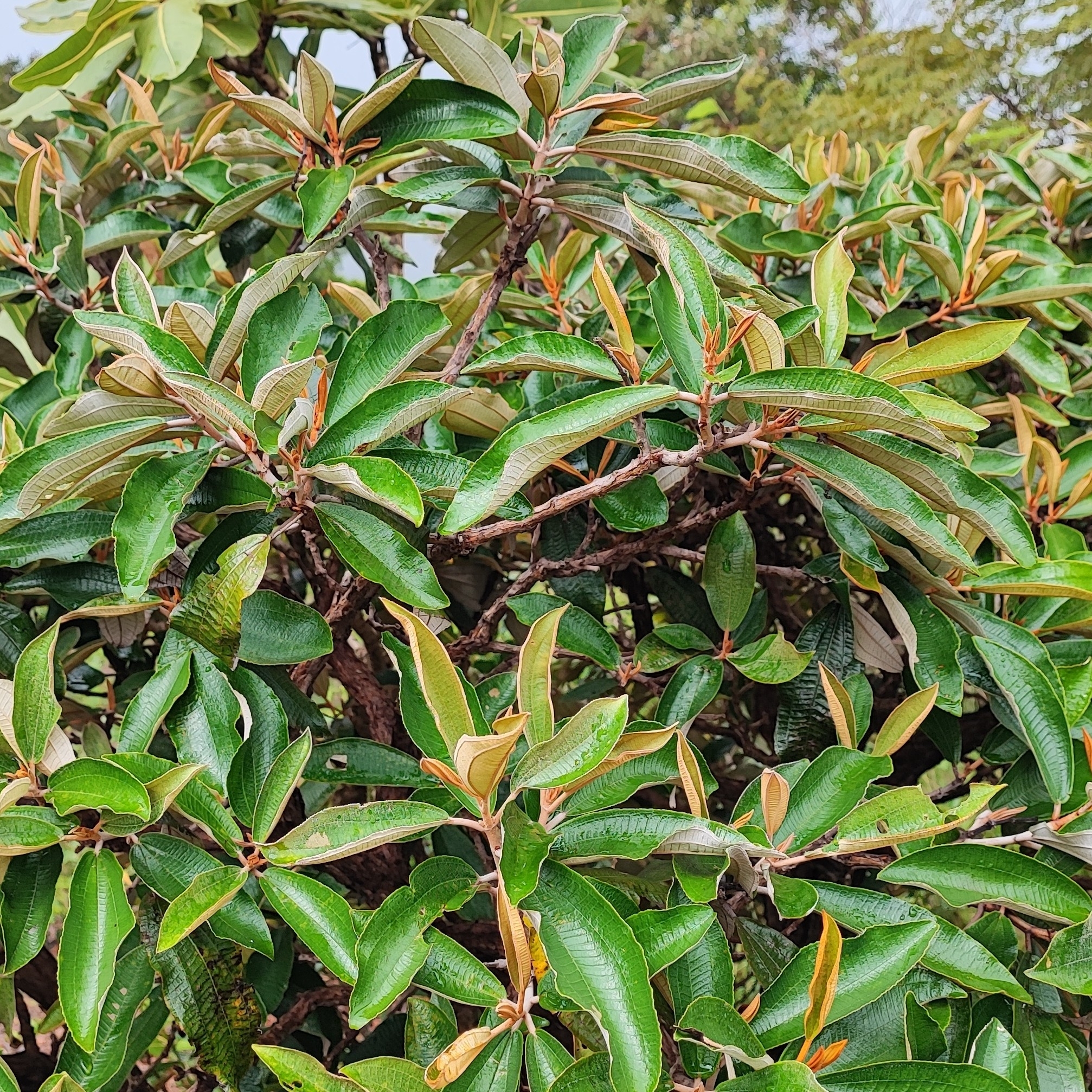 Imagem de Canela de velho