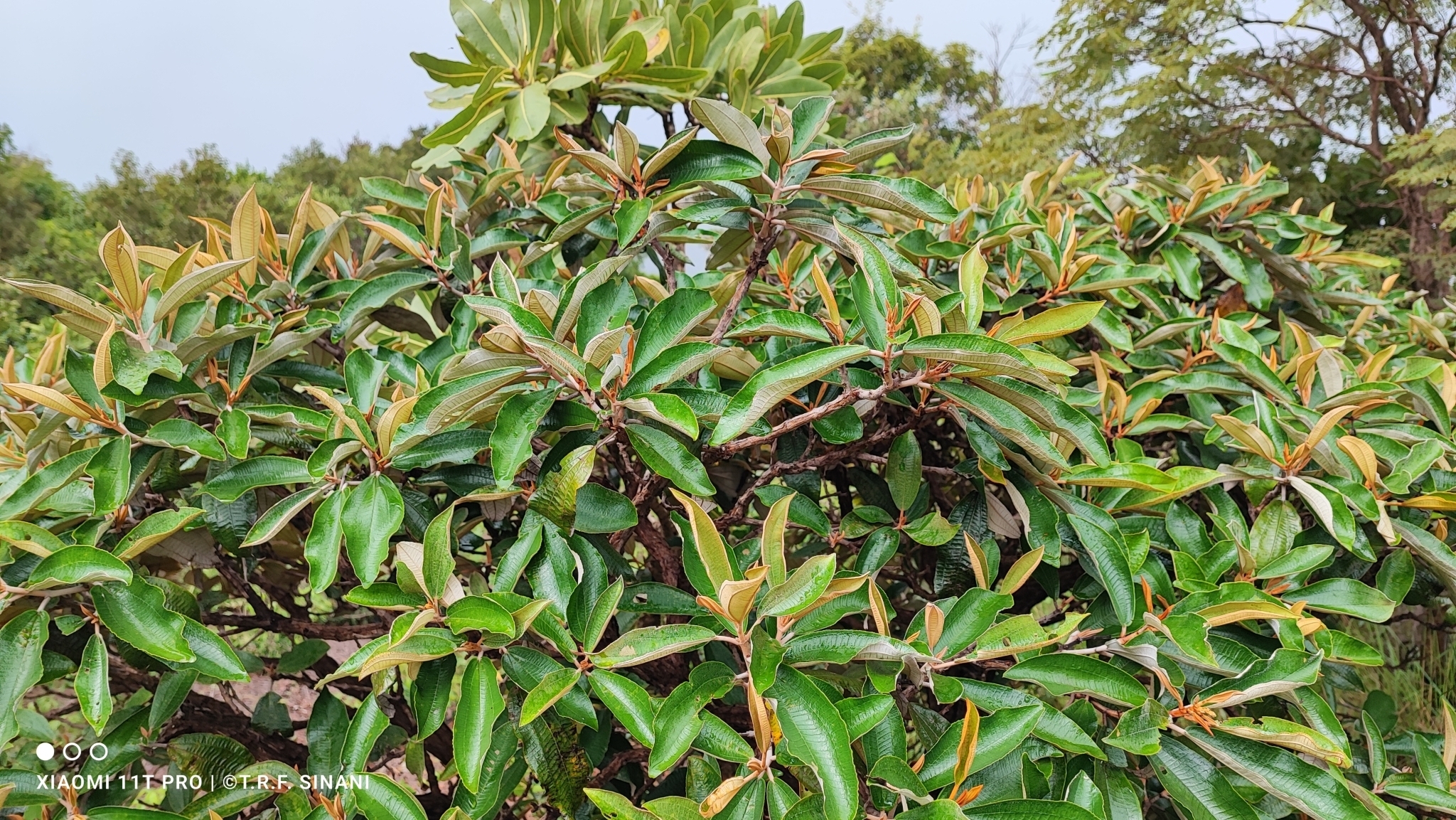 Imagem de Canela de velho