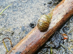 Theodoxus danubialis