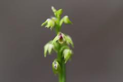 Genoplesium pumilum