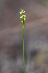 Genoplesium pumilum