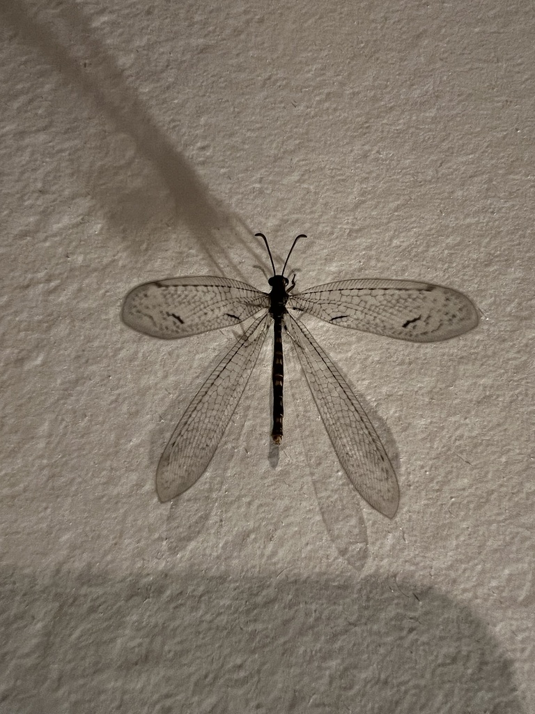 Purenleon clavatus