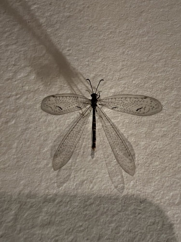 Purenleon clavatus