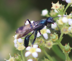 Chalybion zimmermanni