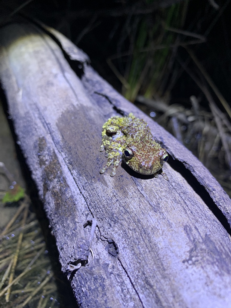 Estrada Saraiva Treefrog