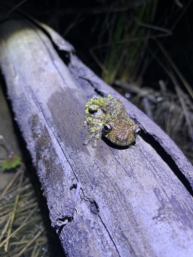 Estrada Saraiva Treefrog, Dendropsophus nahdereri