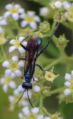 Chalybion zimmermanni