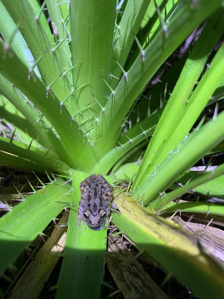 Sazima's Treefrog