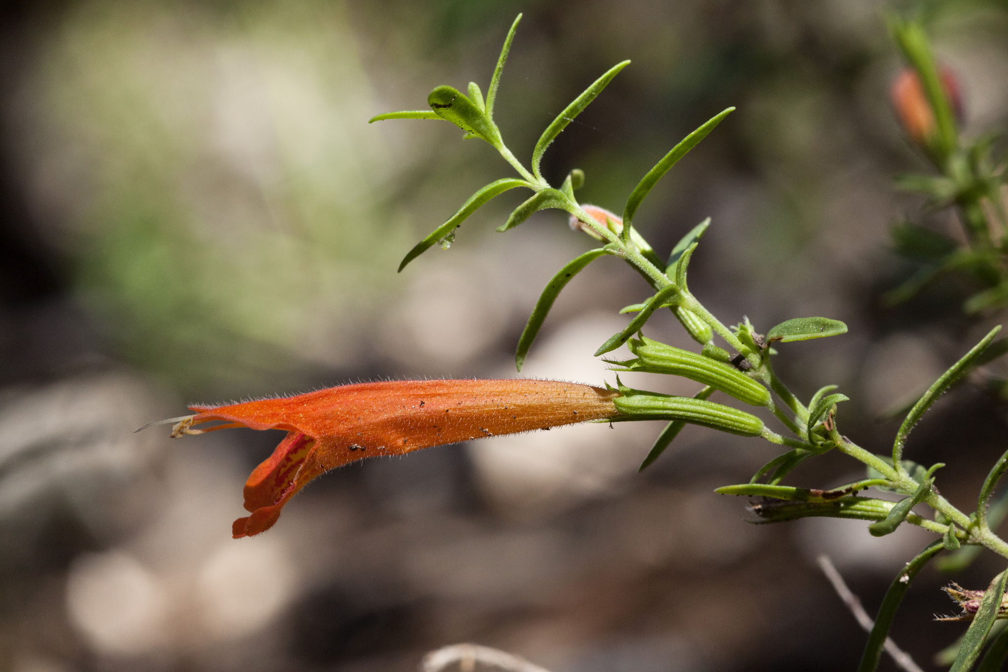 Hedeoma todsenii