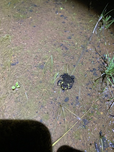 Melanophryniscus simplex