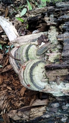 Media resource of Fomes fasciatus