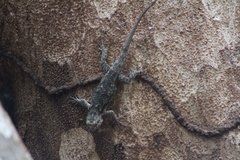 Sceloporus edwardtaylori