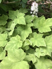 Tiarella stolonifera