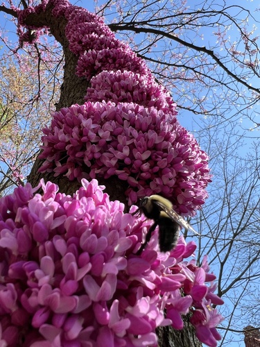 Eastern carpenter bee