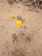 Chaenactis glabriuscula