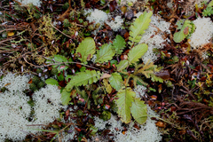 Senecio rufiglandulosus