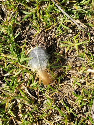 Plume de Merle d'Amérique