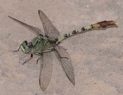 Jade Clubtail photo 3